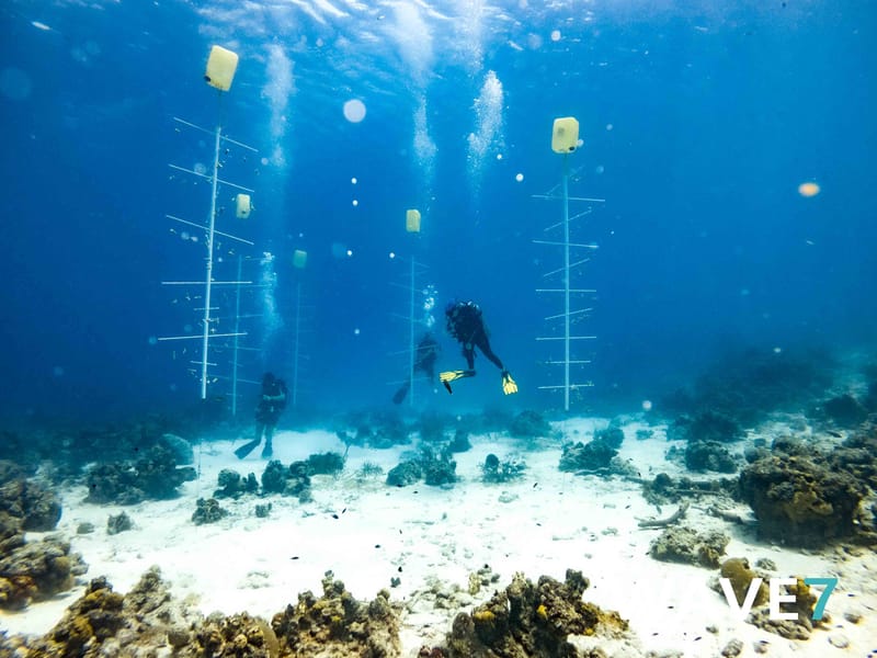 Building and maintain coral nurseries