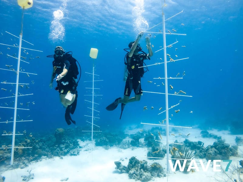 Building and maintain coral nurseries
