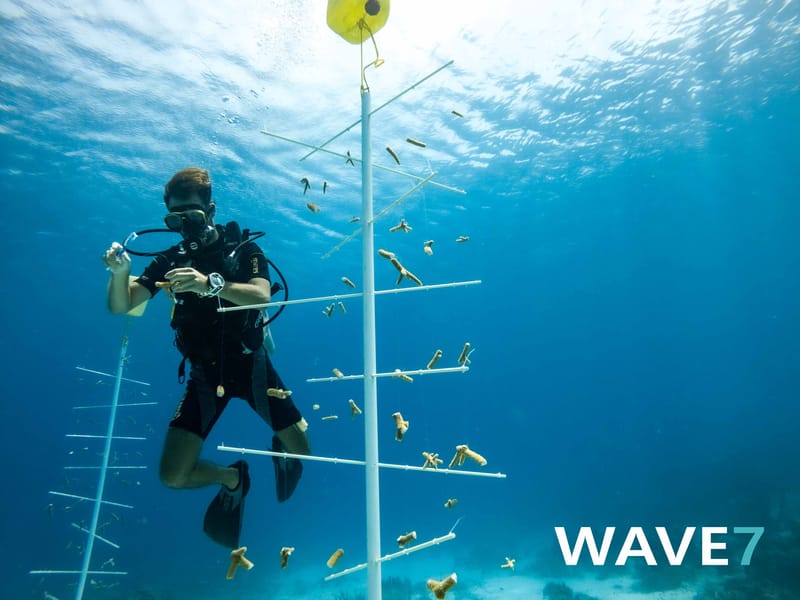 Building and maintain coral nurseries