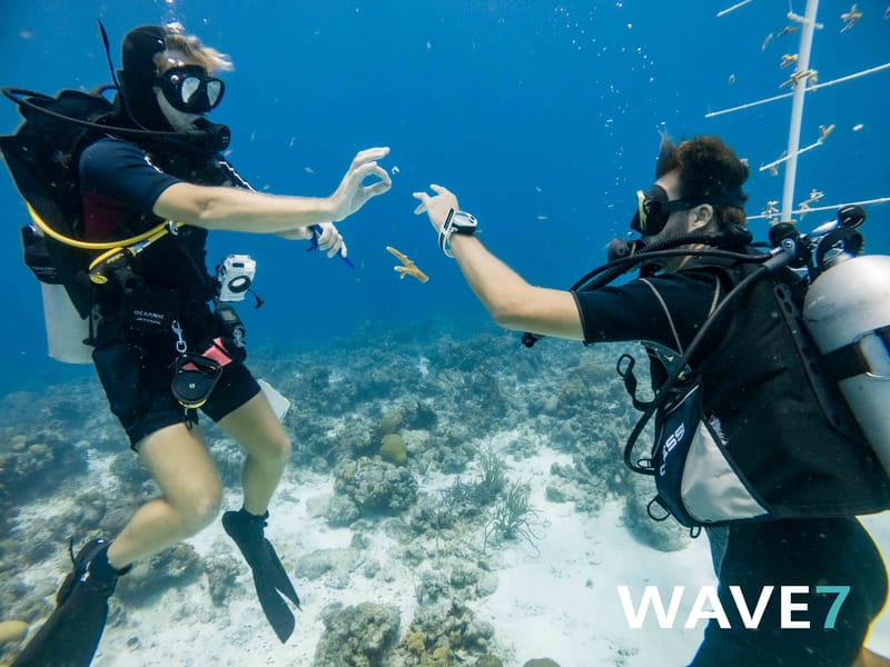 Building and maintain coral nurseries