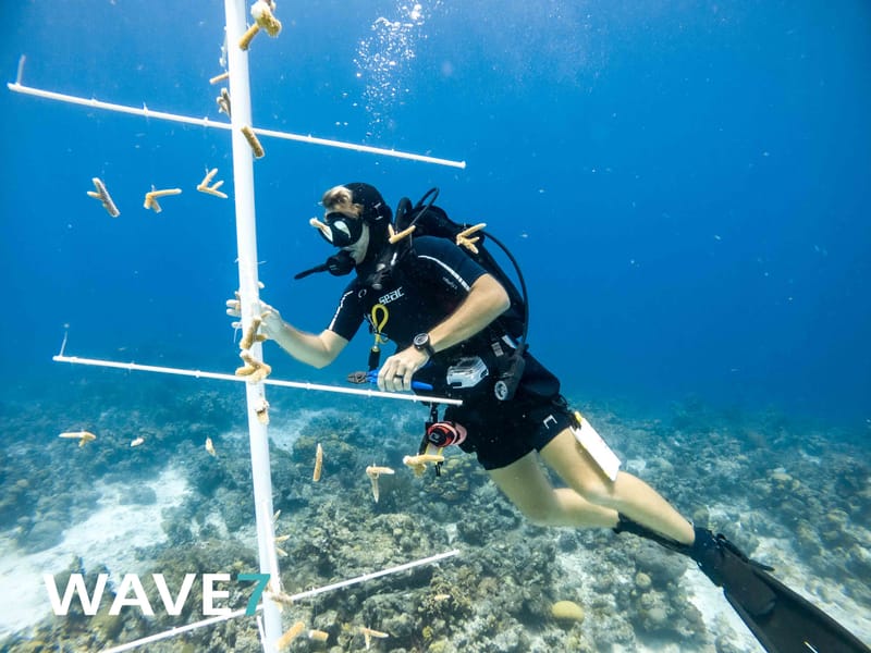 Building and maintain coral nurseries