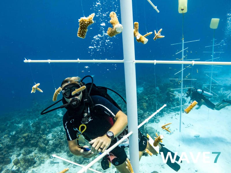 Building and maintain coral nurseries