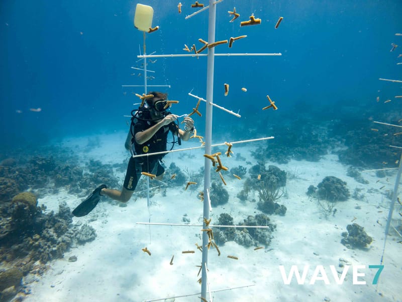 Building and maintain coral nurseries