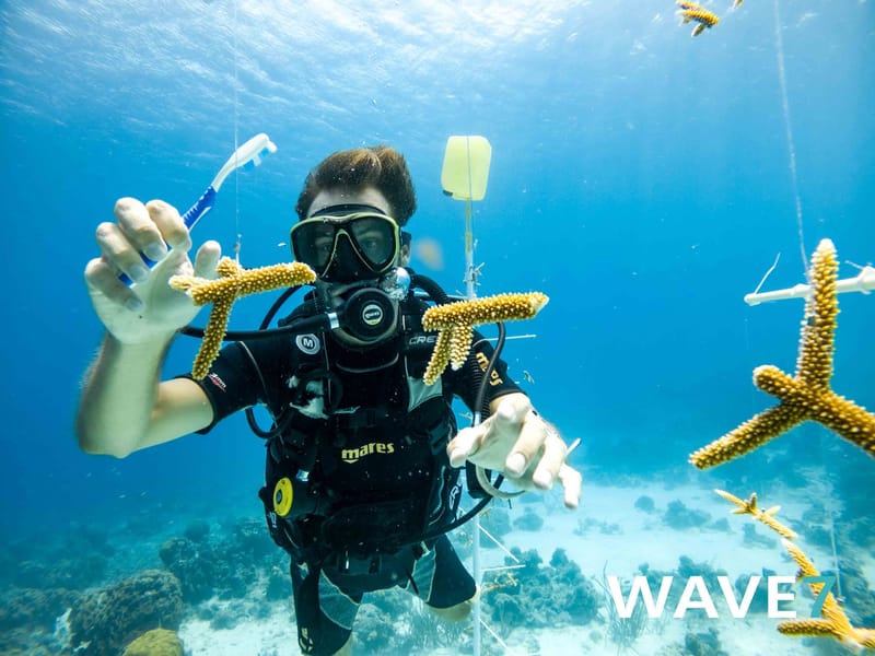 Building and maintain coral nurseries