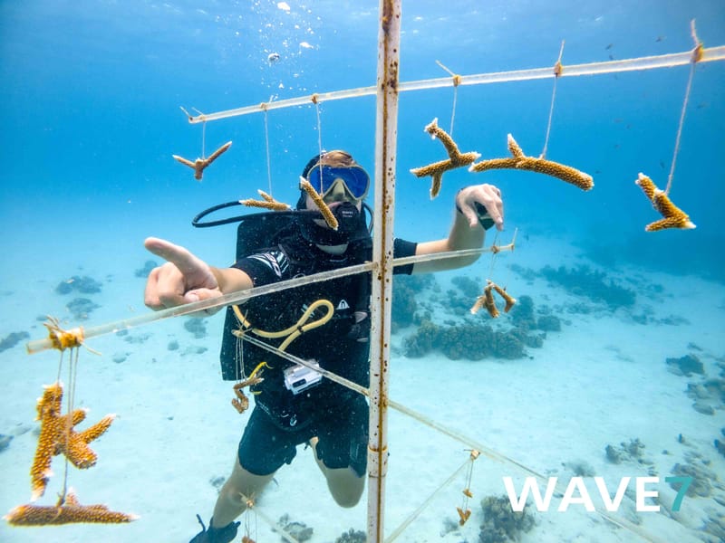 Building and maintain coral nurseries