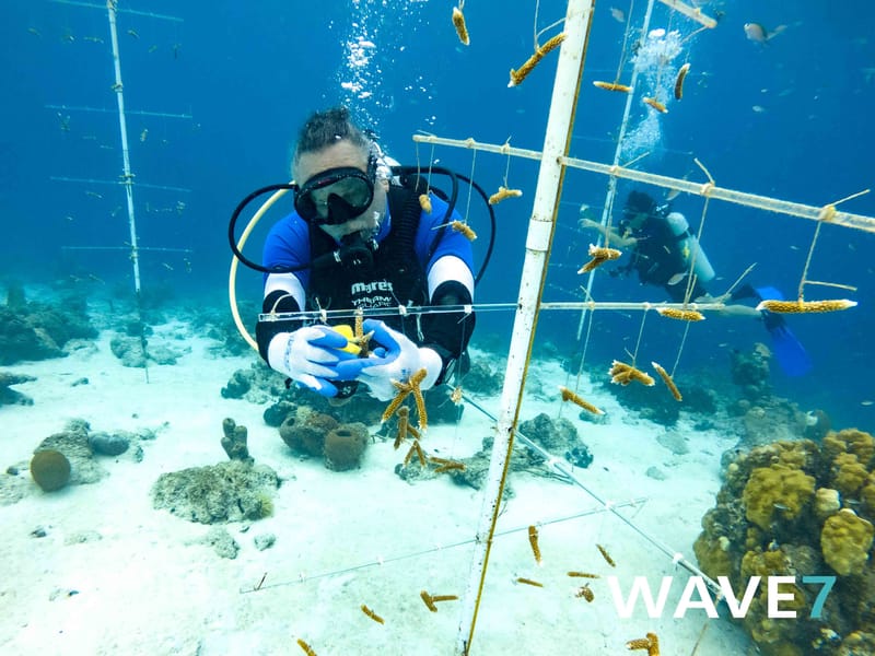 Building and maintain coral nurseries