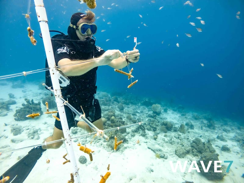 Building and maintain coral nurseries