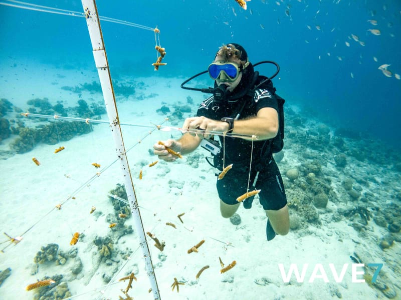 Building and maintain coral nurseries