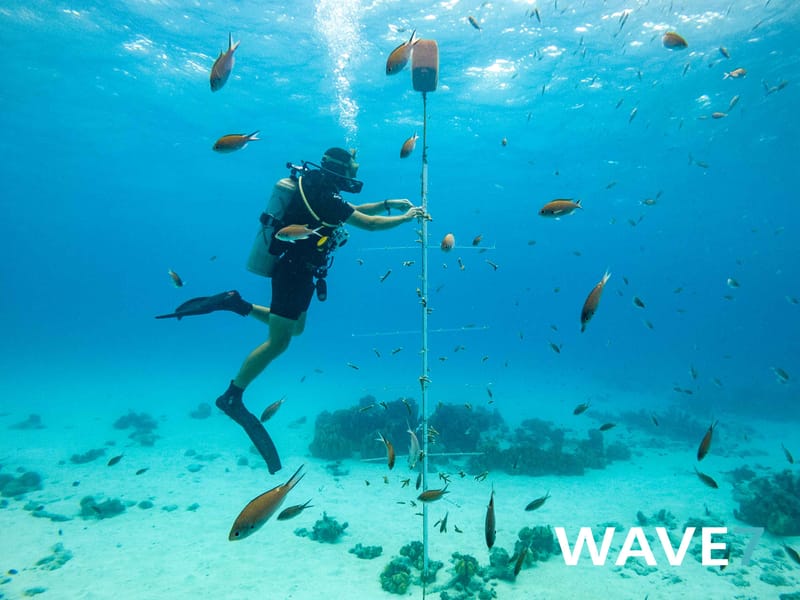 Building and maintain coral nurseries