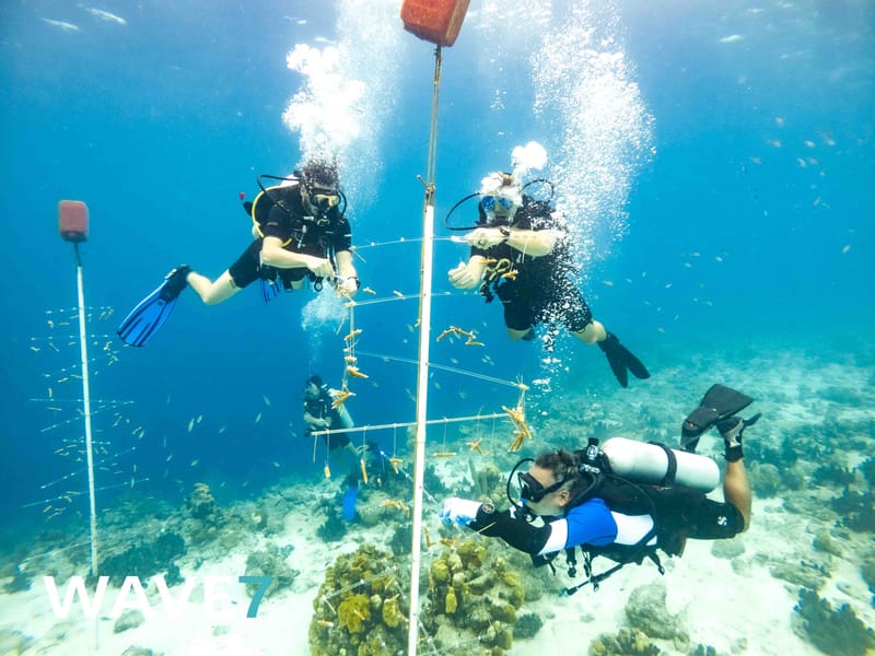 Building and maintain coral nurseries