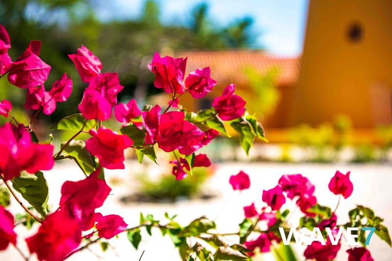 Social media and website photography