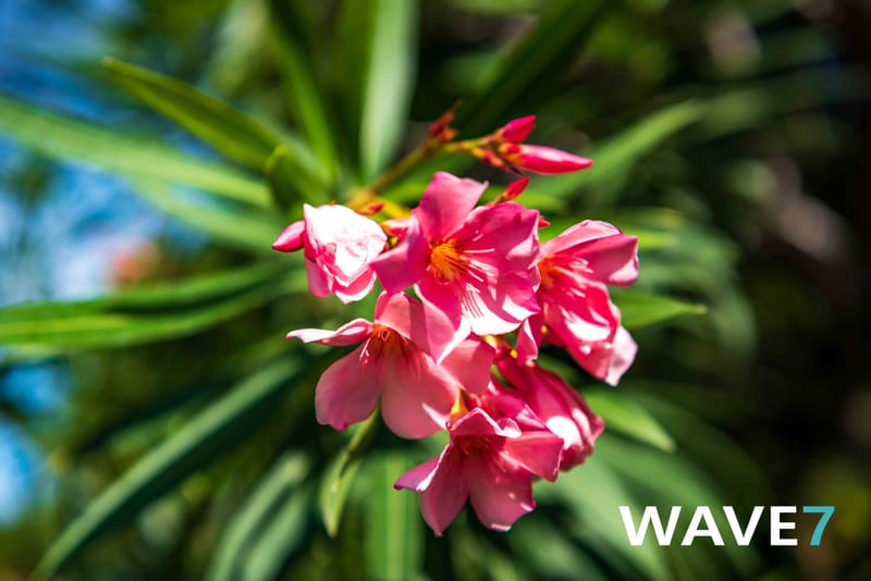 Social media and website photography