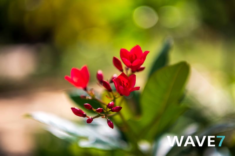 Social media and website photography