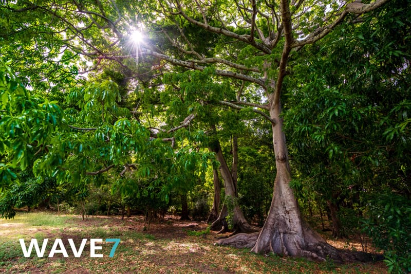 Kick-off Project "Bomen zijn belangrijk"