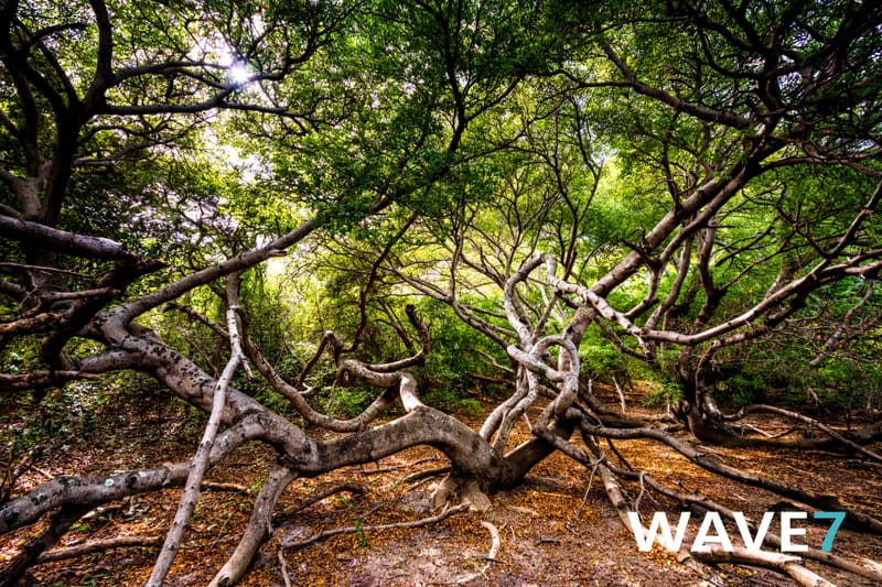 Kick-off Project "Bomen zijn belangrijk"