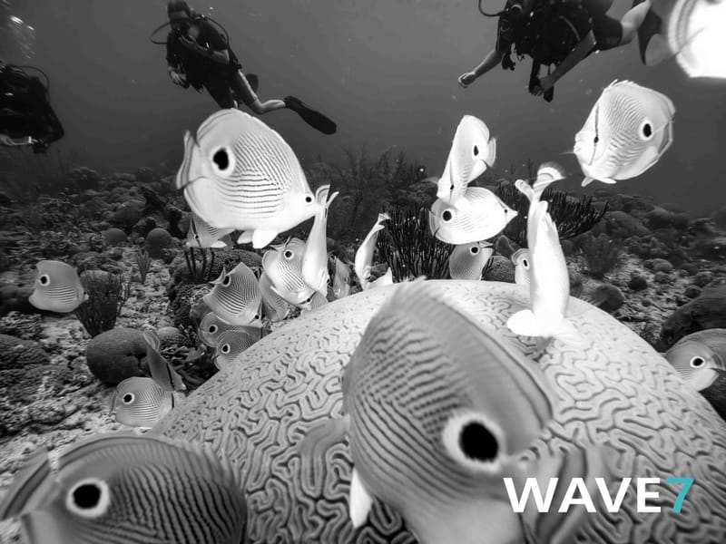 The Great Underwater Love Affair