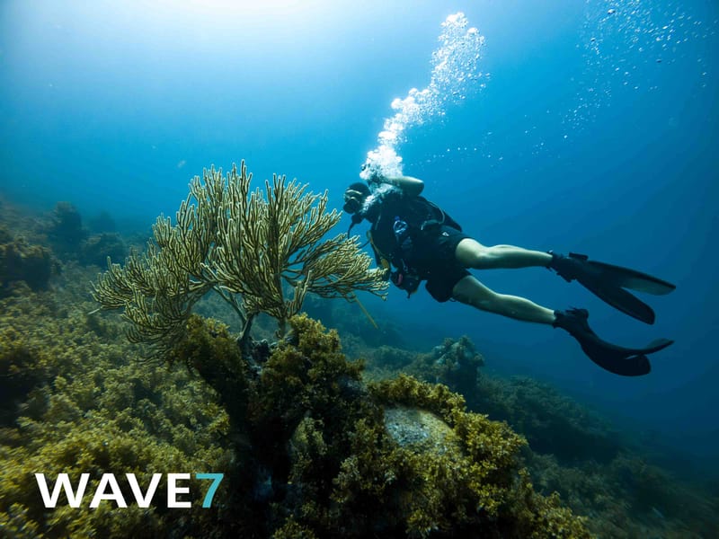 Curaçao underwater flora and fauna