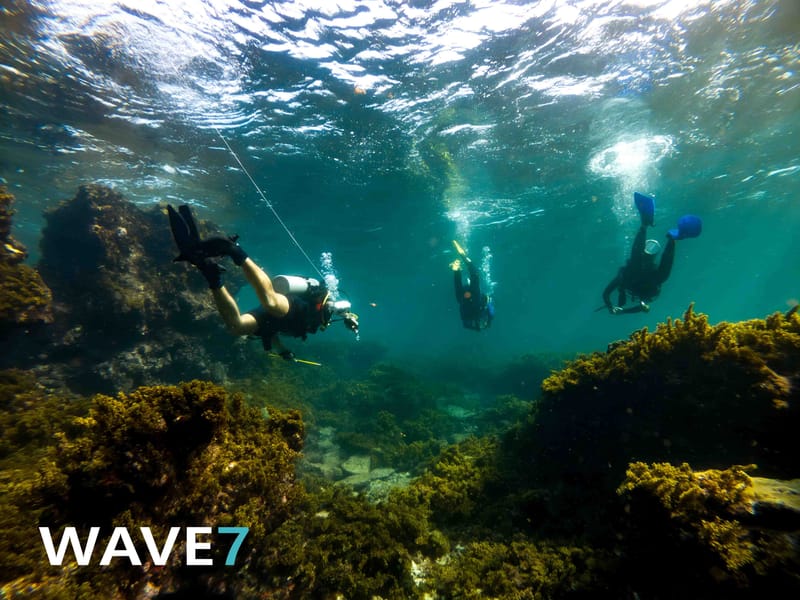 Curaçao underwater flora and fauna