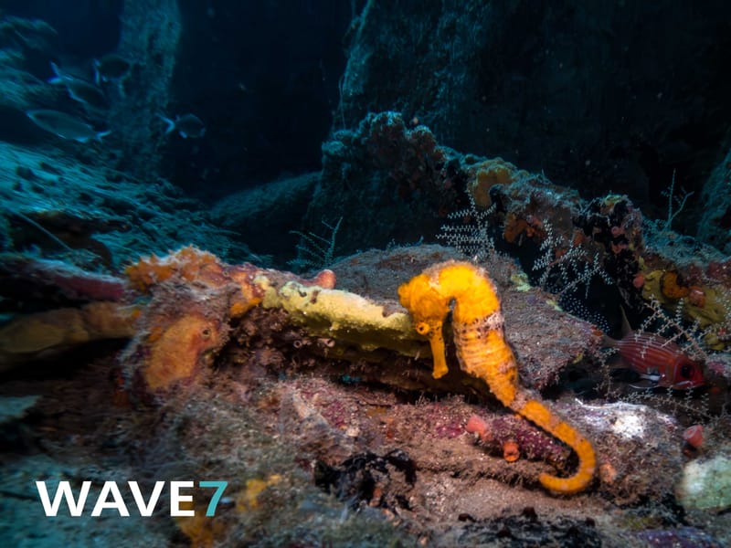 Curaçao underwater flora and fauna