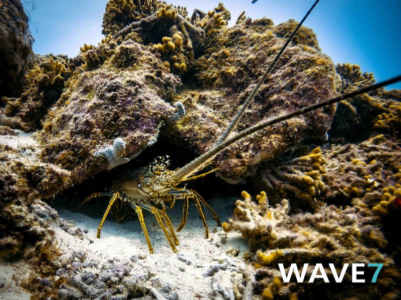 Curaçao underwater flora and fauna