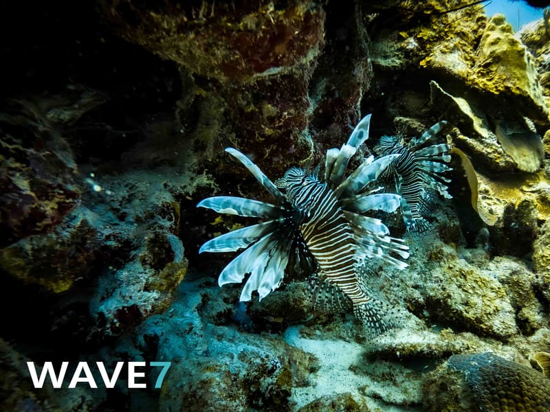 Curaçao underwater flora and fauna