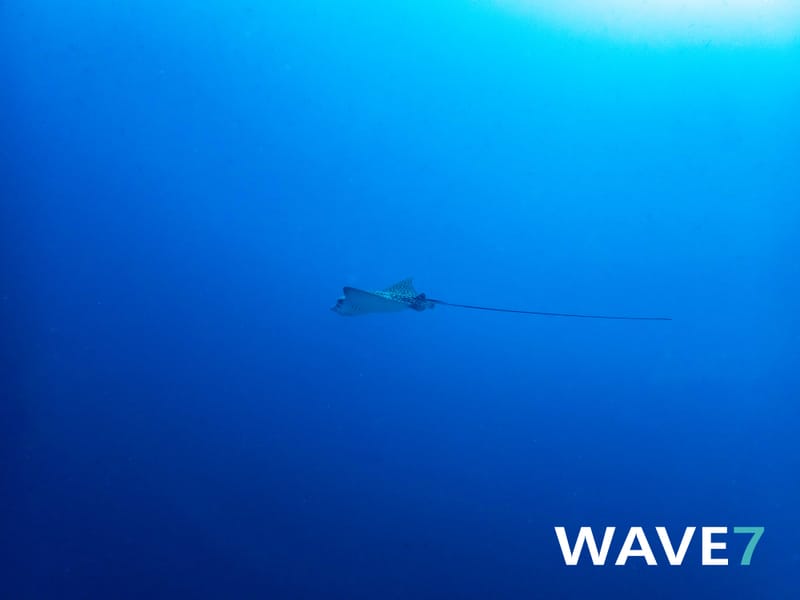 Curaçao underwater flora and fauna