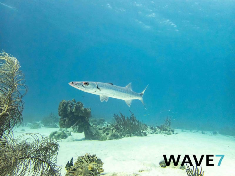 Curaçao underwater flora and fauna