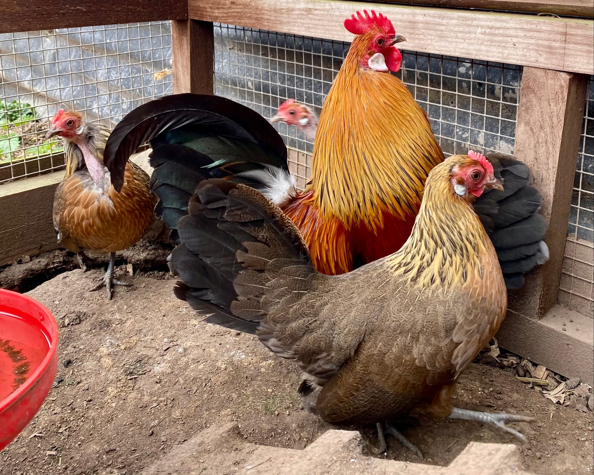 Dutch Gold Bantams