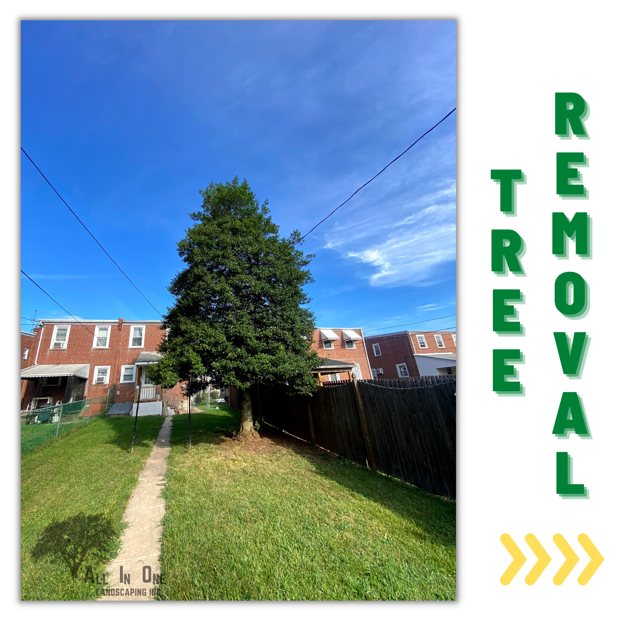 Tree removal