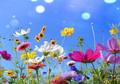 INSPÍRATE CON LA ENERGÍA DE LA PRIMAVERA Y DEL VERANO