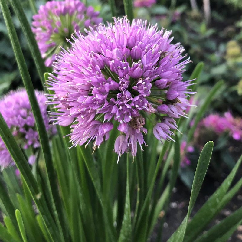 Allium Millenium                 $15/Plant