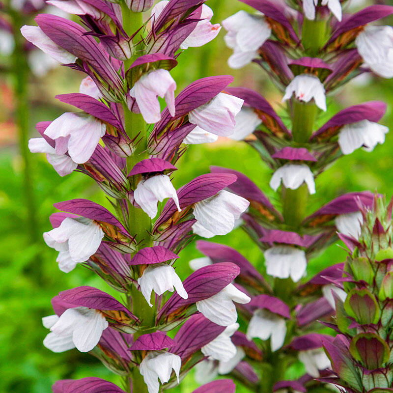 Acanthus Mollis Morning Candle    $15/plant