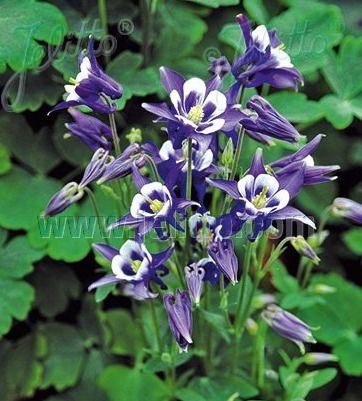 Aquilegia Vulgaris Winky Blue and White     $12