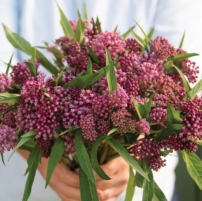 Asclepias Incarnate Soulmate     $12