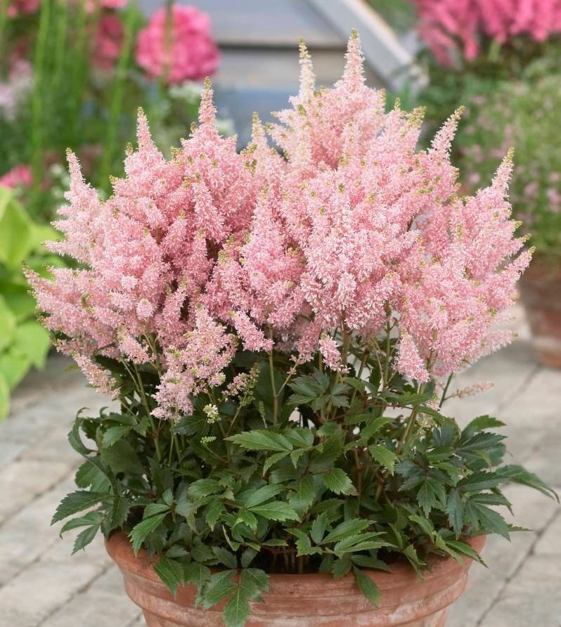 Chinese Astilbe Younique Salmon     $12