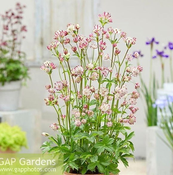 Astrantia Major Sparkling Stars Pink     $15