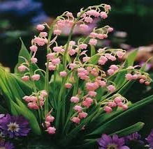 Convallaria Majalis Rosea     $15