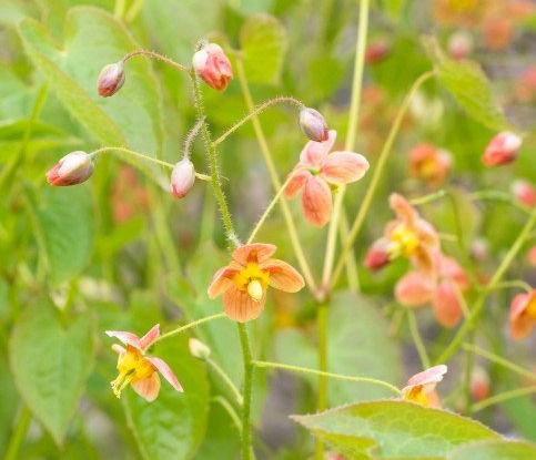 Epimedium Warleyense Orange Queen     $15