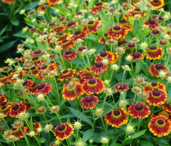 Hellenium Bandera     $15