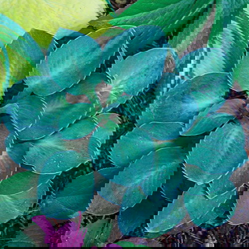 Hosta Blue Mouse Ears     $12