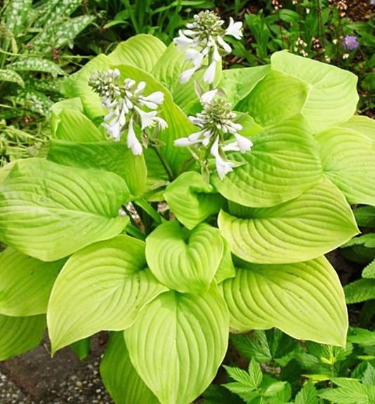 Hosta Fried Bananas     $15