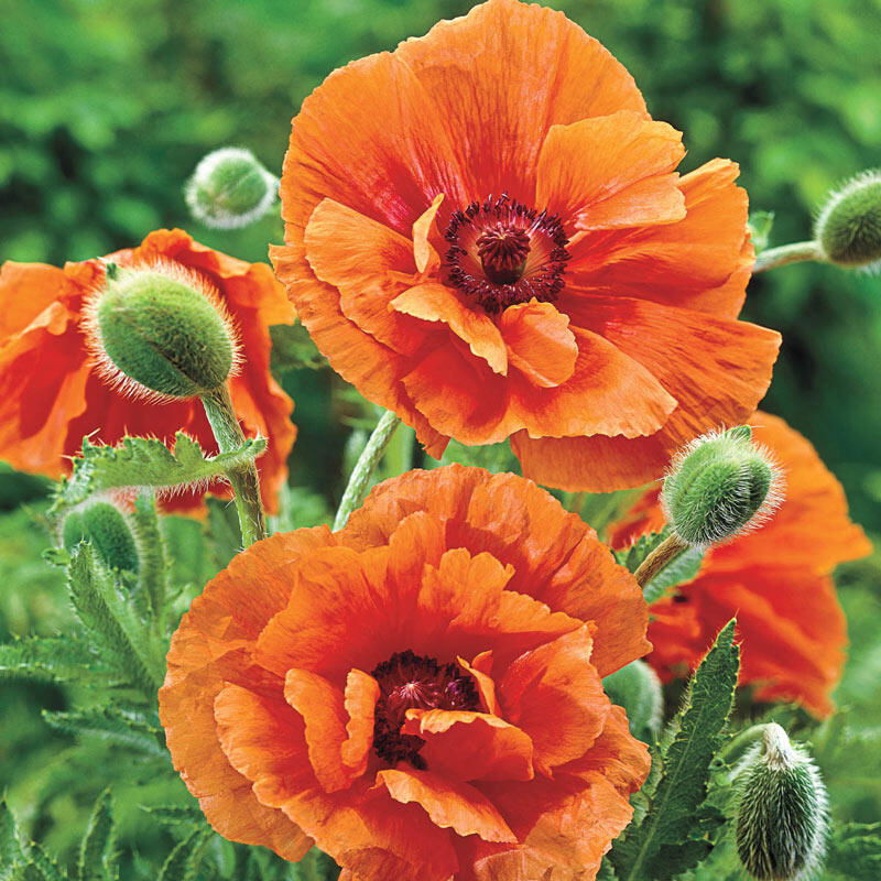 Papaver Orientale  Harvest Moon     $15