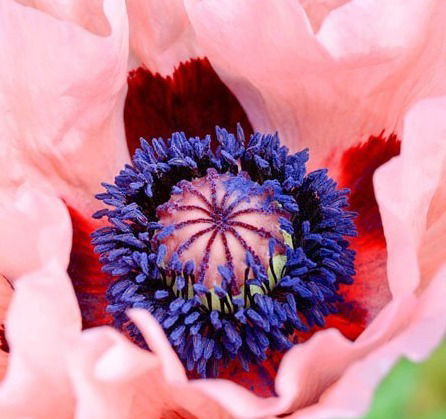 Papaver Orientale  Mrs. Perry     $15