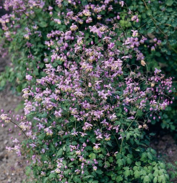 Thalictrum Dipterocar Delavayi     $15