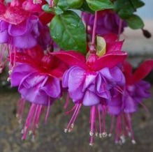 Fuchsia Blue Eyes     $25 Basket Singles  $7