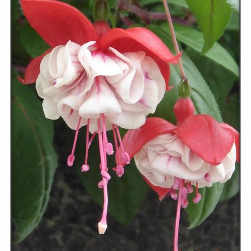 Fuchsia White Eyes     $25 Basket  Singles  $7