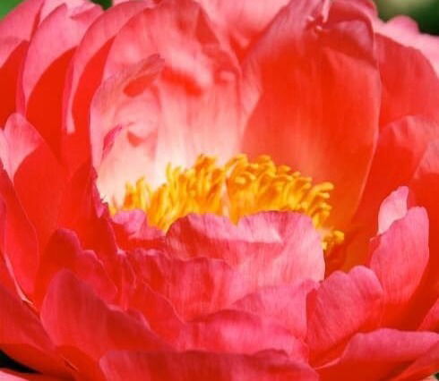 Paeonia Coral Sunset     Sold Out