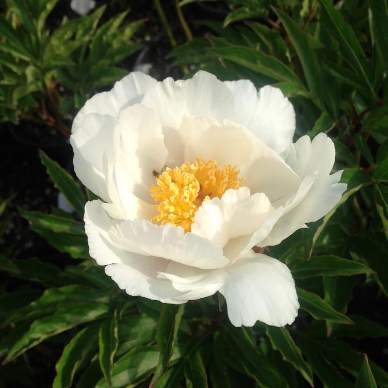 Paeonia Jan van Leeuwen     $25
