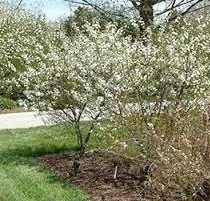 Carmine Jewel Cherry Dwarf Tree