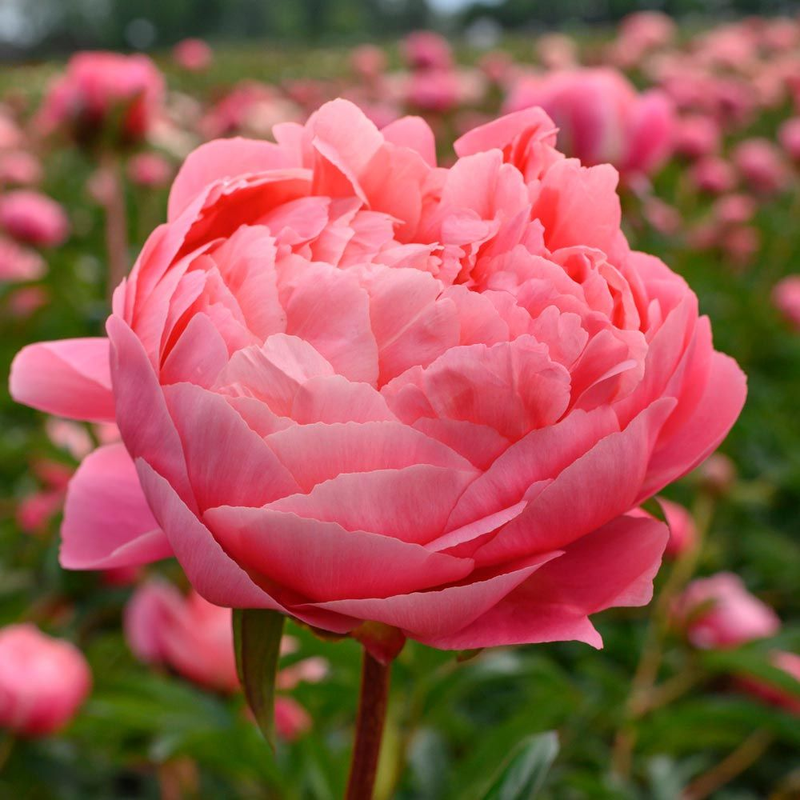 Plant, Grow, and Care for Peony Flowers